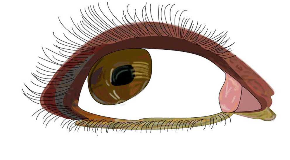 illustration of my eye made in illustrator
